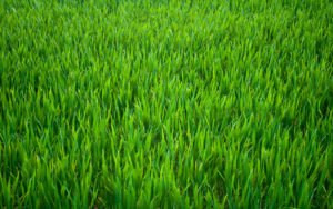 grass-3
