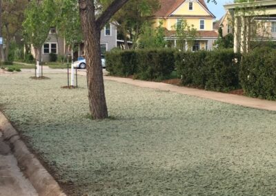 Hydroseed, Sprinker System and Trees